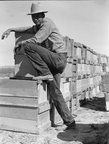Pea harvest, Large-scale industrialized agriculture..., Imperial Valley, CA, 1939. Creator: Dorothea Lange