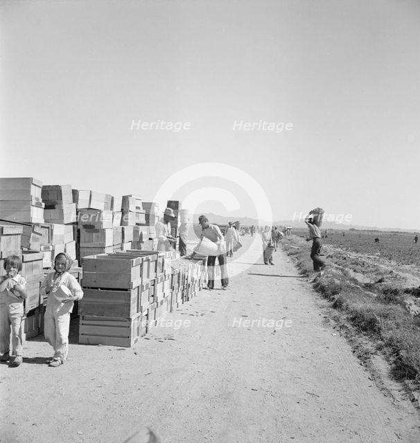 Pea harvest, Large-scale industrialized agriculture..., Imperial Valley, CA, 1939. Creator: Dorothea Lange.