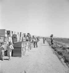 Pea harvest, Large-scale industrialized agriculture..., Imperial Valley, CA, 1939. Creator: Dorothea Lange