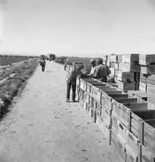 Pea harvest, Large-scale industrialized agriculture on Sinclair Ranch, Imperial Valley, CA, 1939. Creator: Dorothea Lange