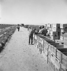 Pea harvest, Large-scale industrialized agriculture on Sinclair Ranch, Imperial Valley, CA, 1939. Creator: Dorothea Lange
