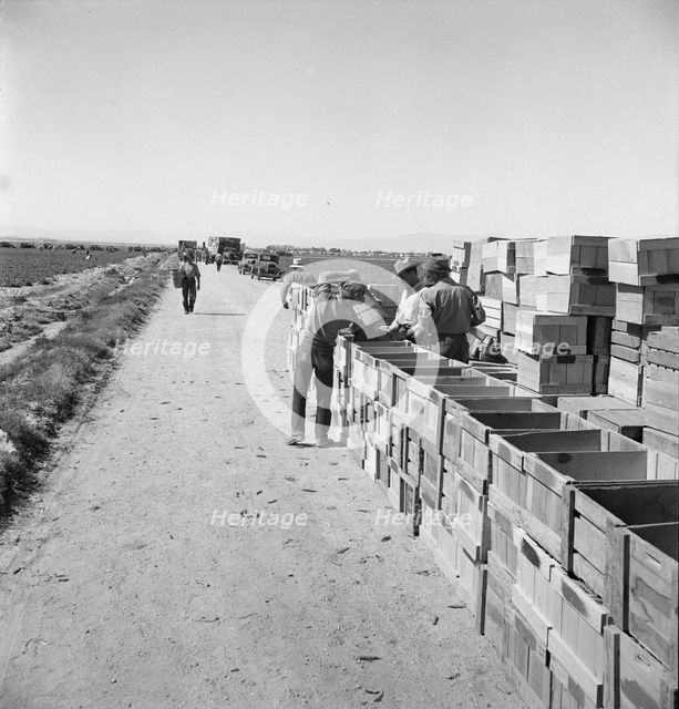 Pea harvest, Large-scale industrialized agriculture on Sinclair Ranch, Imperial Valley, CA, 1939. Creator: Dorothea Lange.
