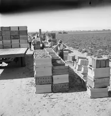 Pea harvest, Large-scale industrialized agriculture on Sinclair Ranch, Imperial Valley, CA, 1939. Creator: Dorothea Lange