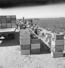 Pea harvest, Large-scale industrialized agriculture on Sinclair Ranch, Imperial Valley, CA, 1939. Creator: Dorothea Lange