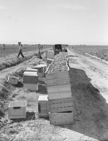 Pea harvest...industrialized agriculture on Sinclair Ranch, Imperial Valley, CA, 1939. Creator: Dorothea Lange