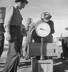 Pea picker at scales, near Calipatria, Imperial Valley, California, 1939. Creator: Dorothea Lange