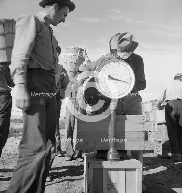 Pea picker at scales, near Calipatria, Imperial Valley, California, 1939. Creator: Dorothea Lange.