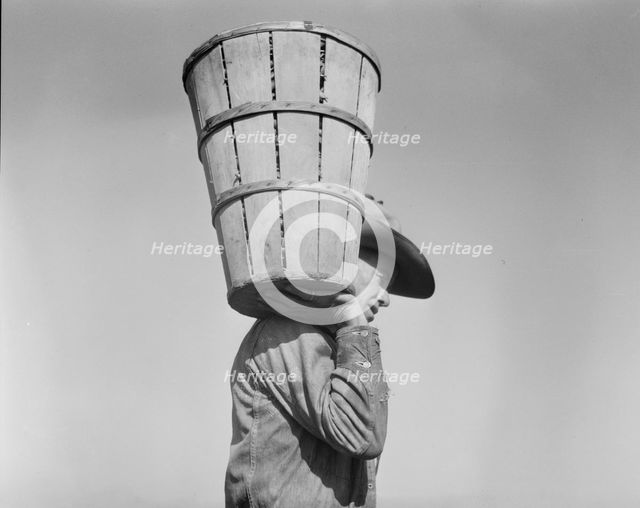 Pea picker carrying a hamper of peas to the weighmaster, Nipomo, California, 1937. Creator: Dorothea Lange.
