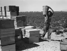 Pea picker, Imperial Valley, California, 1939. Creator: Dorothea Lange