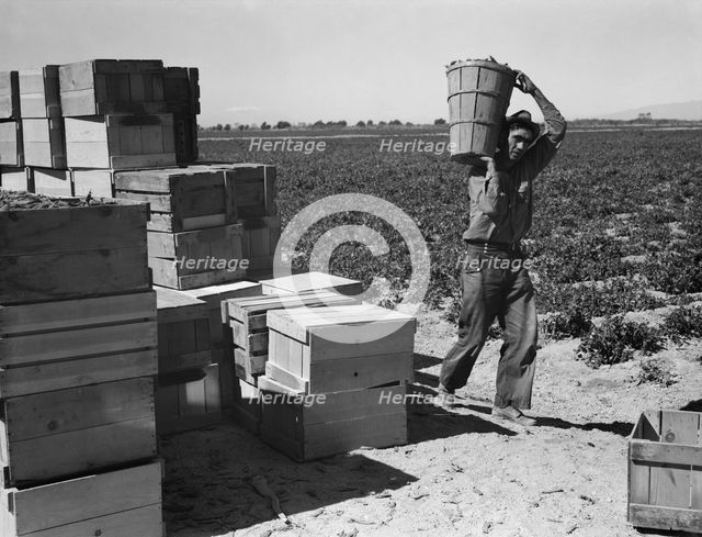 Pea picker, Imperial Valley, California, 1939. Creator: Dorothea Lange.