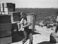 Pea picker, Imperial Valley, California, 1939. Creator: Dorothea Lange