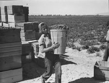 Pea picker, Imperial Valley, California, 1939. Creator: Dorothea Lange