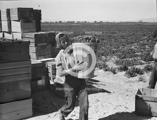 Pea picker, Imperial Valley, California, 1939. Creator: Dorothea Lange.