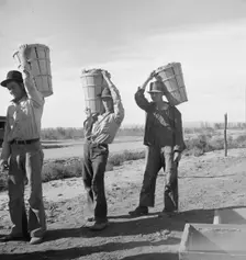 Pea pickers coming in from field to the weigh master, Imperial Valley, California, 1939. Creator: Dorothea Lange