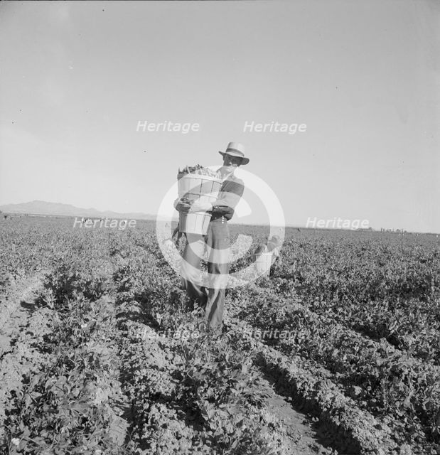 Pea pickers coming into weigh master, Sinclair Ranch, near Calipatria, California, 1939. Creator: Dorothea Lange.