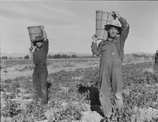 Pea pickers coming into the weigh master, near Calipatria, California, 1939. Creator: Dorothea Lange