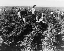 Pea pickers, California, 1939. Creator: Dorothea Lange