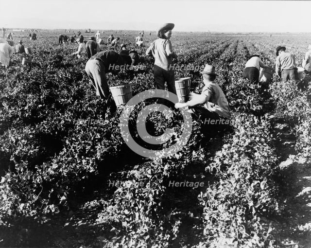 Pea pickers, California, 1939. Creator: Dorothea Lange.