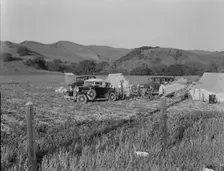 Pea pickers camp near San Jose, California, 1937. Creator: Dorothea Lange