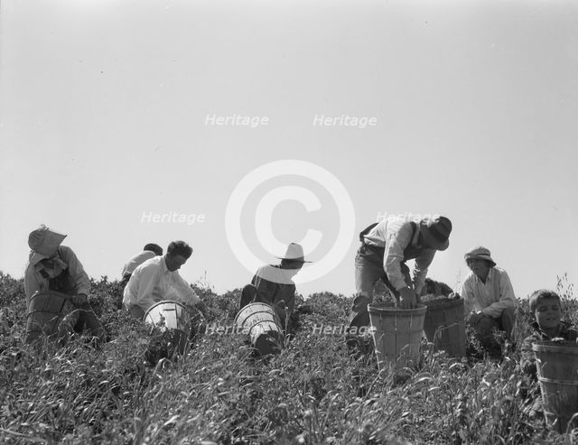 Pea pickers at work, San Luis Obispo County, California, 1938. Creator: Dorothea Lange.
