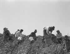 Pea pickers at work, San Luis Obispo County, California, 1938. Creator: Dorothea Lange