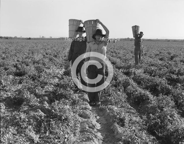 Pea pickers, end of the day, near Calipatria, California, 1939. Creator: Dorothea Lange.
