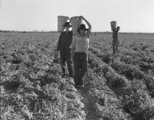 Pea pickers, end of the day, near Calipatria, California, 1939. Creator: Dorothea Lange
