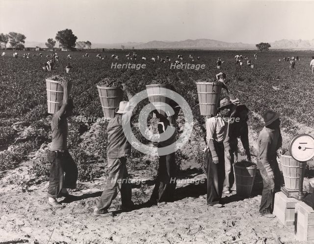 Pea Pickers Line Up on Edge of Field at Weigh Scale, near Calipatria, Im..., 1939, printed ca. 1972. Creator: Dorothea Lange.