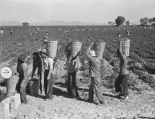 Pea pickers line up on edge of field at weigh scale, near Calipatria, Imperial County, CA, 1939. Creator: Dorothea Lange