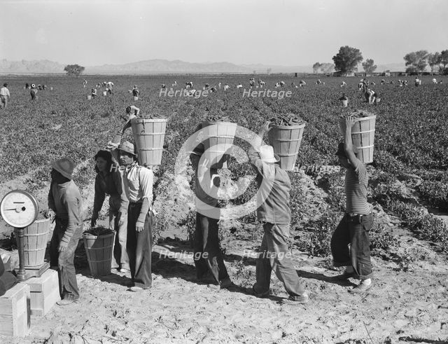 Pea pickers line up on edge of field at weigh scale, near Calipatria, Imperial County, CA, 1939. Creator: Dorothea Lange.
