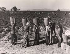 Pea Pickers Line Up on Edge of Field at Weigh Scale, near Calipatria, Im..., 1939, printed ca. 1972. Creator: Dorothea Lange
