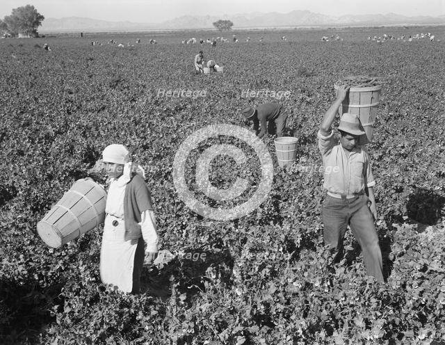 Pea pickers near Calipatria, California, 1939. Creator: Dorothea Lange.