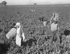 Pea pickers near Calipatria, California, 1939. Creator: Dorothea Lange