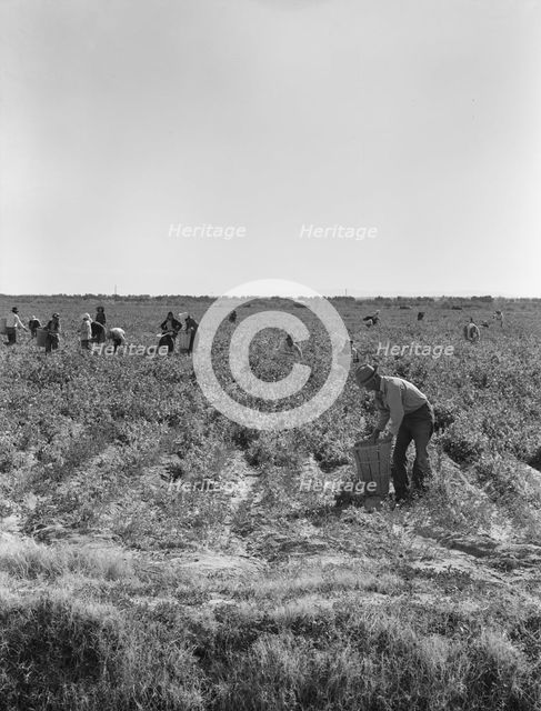 Pea pickers near Calipatria, California, 1939. Creator: Dorothea Lange.