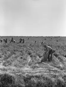 Pea pickers near Calipatria, California, 1939. Creator: Dorothea Lange