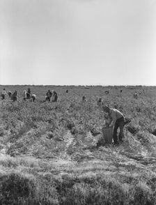 Pea pickers near Calipatria, California, 1939. Creator: Dorothea Lange