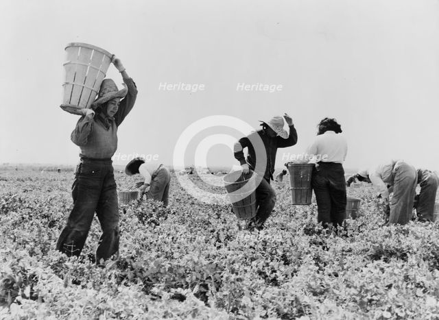Pea pickers near Calipatria, California, 1939. Creator: Dorothea Lange.
