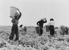 Pea pickers near Calipatria, California, 1939. Creator: Dorothea Lange
