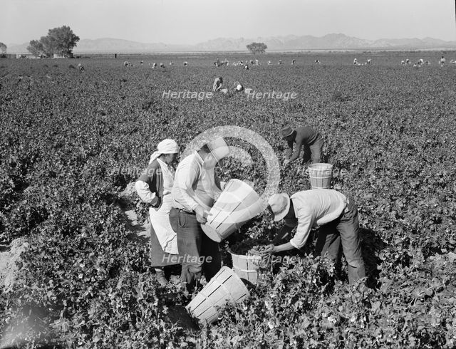 Pea pickers near Calipatria, California, 1939. Creator: Dorothea Lange.