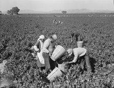 Pea pickers near Calipatria, California, 1939. Creator: Dorothea Lange