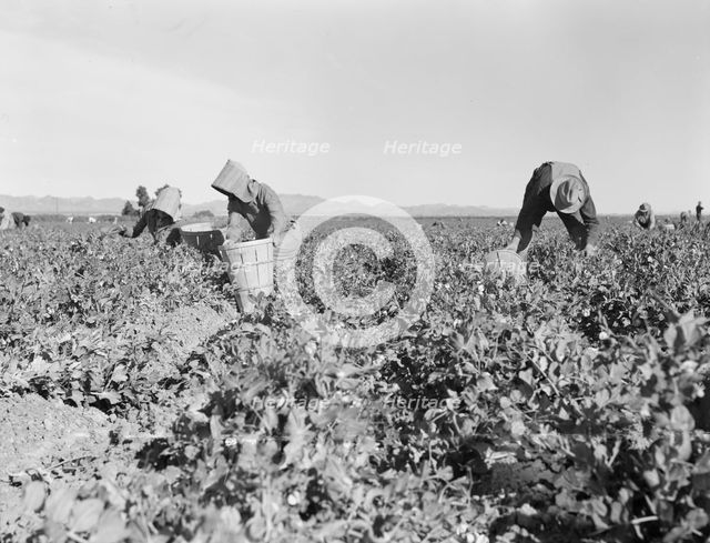 Pea pickers near Calipatria, California, 1939. Creator: Dorothea Lange.