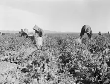 Pea pickers near Calipatria, California, 1939. Creator: Dorothea Lange