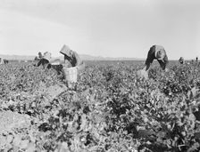 Pea pickers near Calipatria, California, 1939. Creator: Dorothea Lange