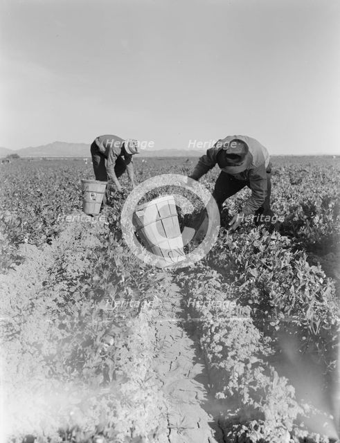 Pea pickers near Calipatria, California, 1939. Creator: Dorothea Lange.