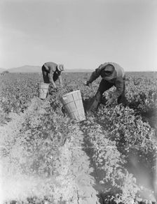 Pea pickers near Calipatria, California, 1939. Creator: Dorothea Lange