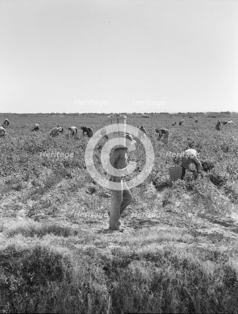 Pea pickers near Calipatria, California, 1939. Creator: Dorothea Lange.