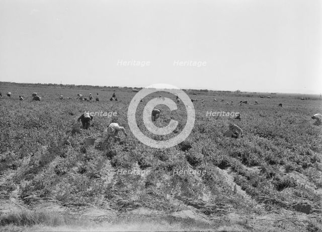 Pea pickers near Calipatria, California, 1939. Creator: Dorothea Lange.