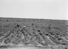 Pea pickers near Calipatria, California, 1939. Creator: Dorothea Lange