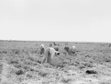 Pea pickers near Calipatria, California, 1939. Creator: Dorothea Lange