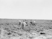 Pea pickers near Calipatria, California, 1939. Creator: Dorothea Lange